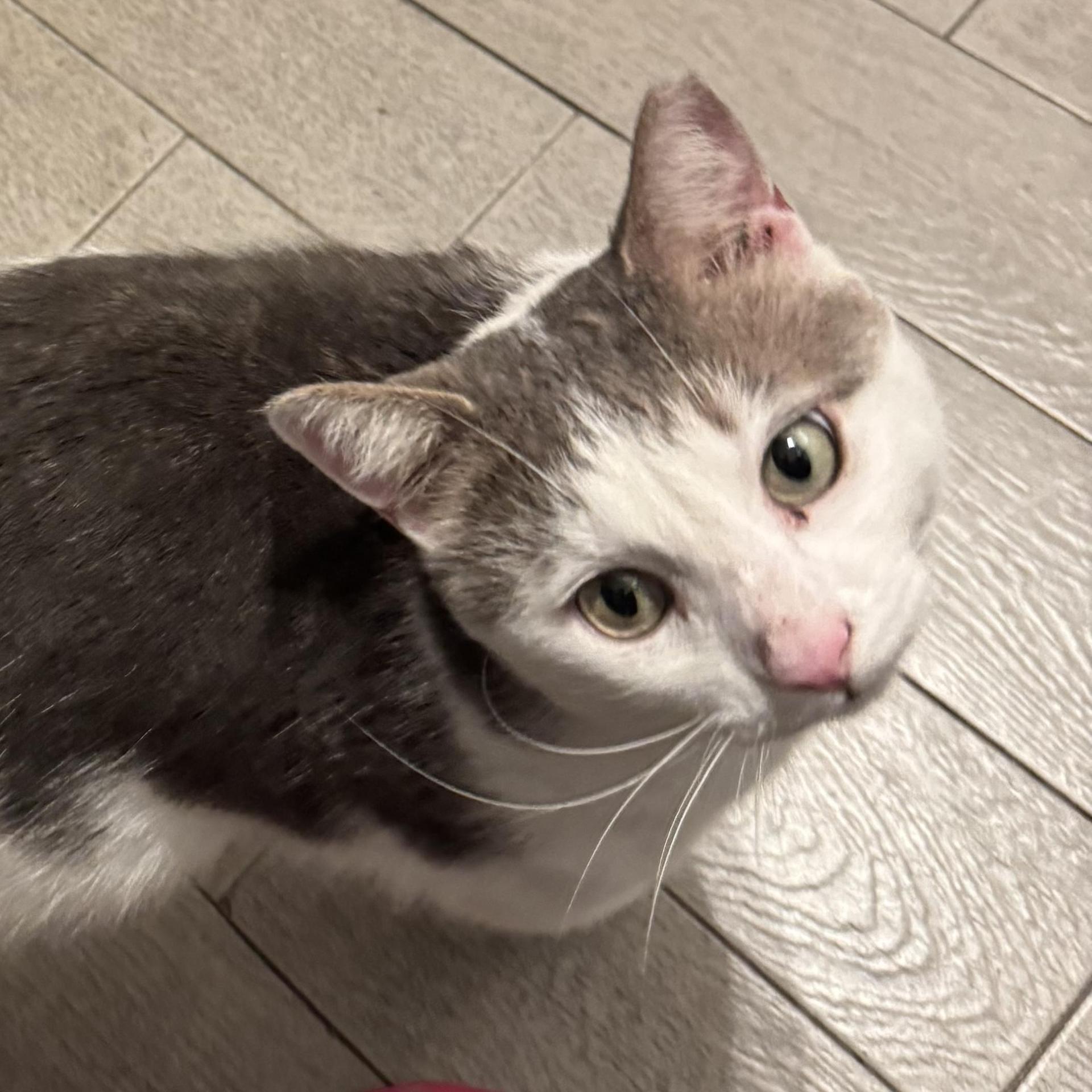 An adult medium-sized male Domestic Short Hair cat named Pixie for adoption in Miami, FL