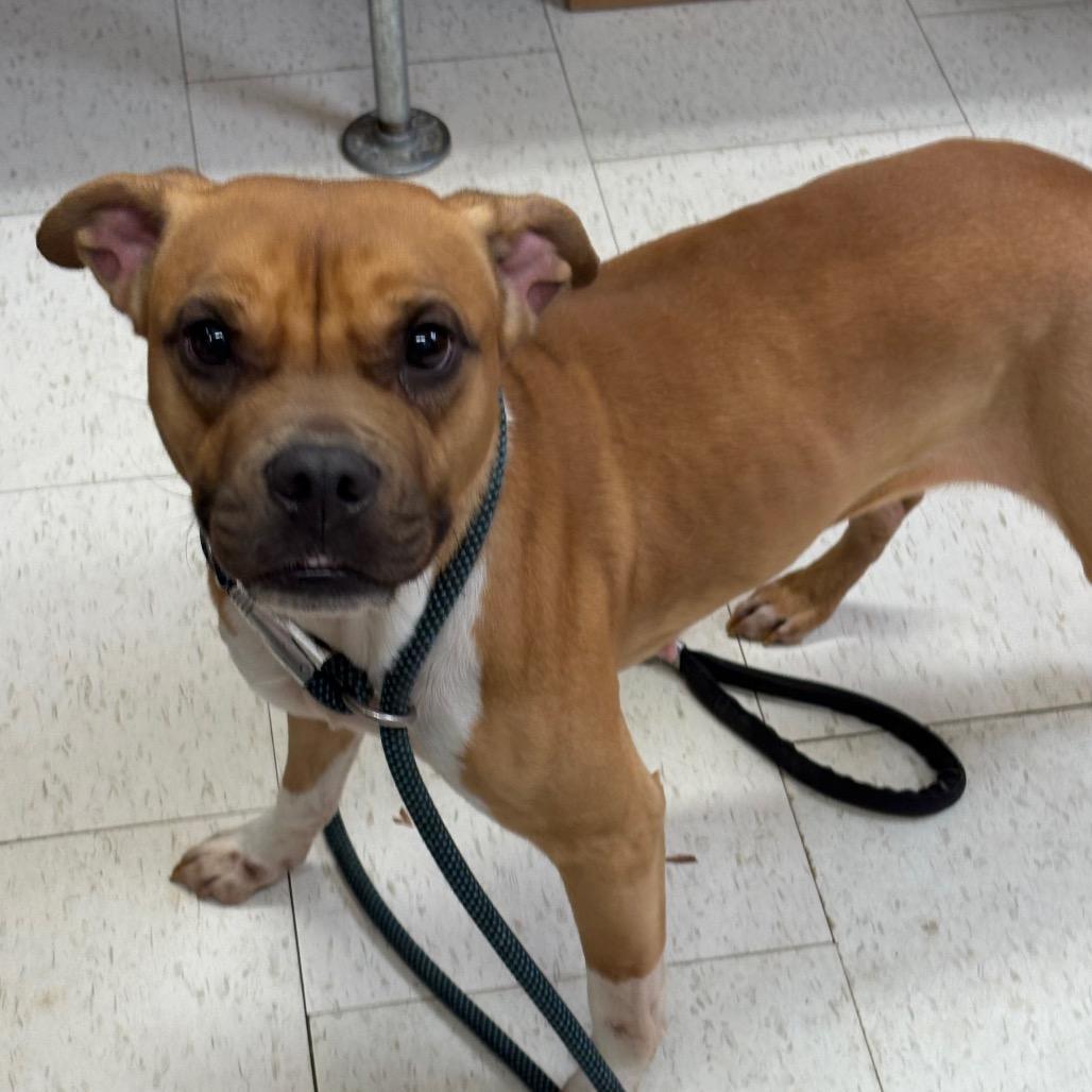An adult medium-sized female Yellow / Tan / Blond / Fawn Mixed Breed dog named Donna for adoption in Columbiana, AL