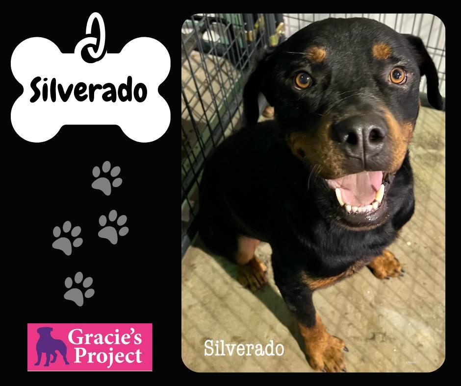 An adult large-sized male Bicolor Rottweiler dog named Silverado for adoption in Canyon, TX