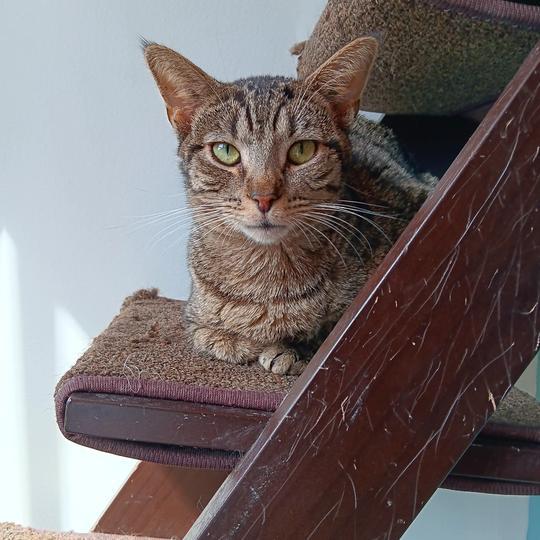 Ghost Pepper photo 1