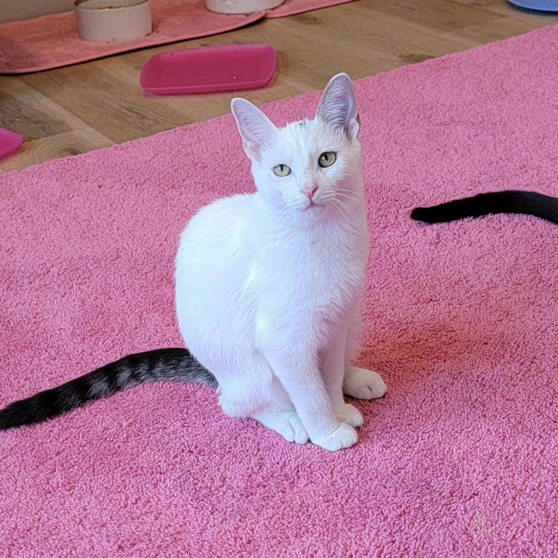 A young medium-sized male White Domestic Short Hair cat named Oliver for adoption in Wyandotte, MI