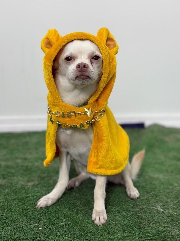 A young small-sized male White / Cream Chihuahua dog named Billy for adoption in Carlsbad, CA