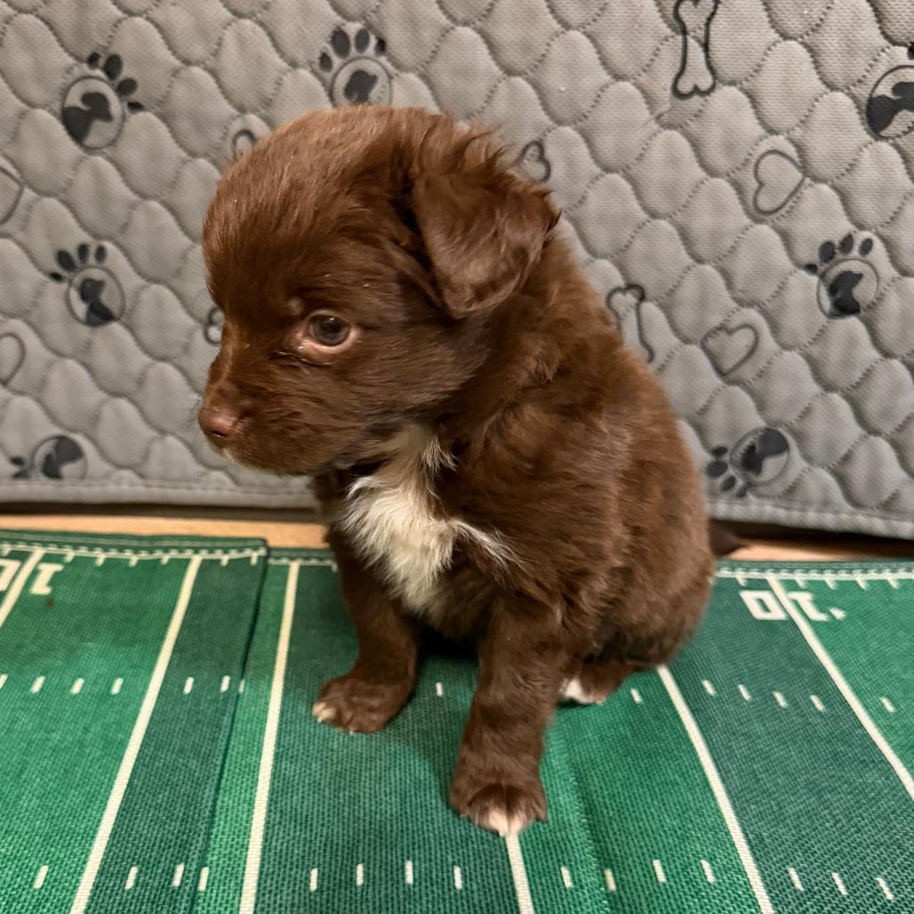 A baby small-sized male Brown / Chocolate Mixed Breed dog named Fumble for adoption in Alexandria, VA