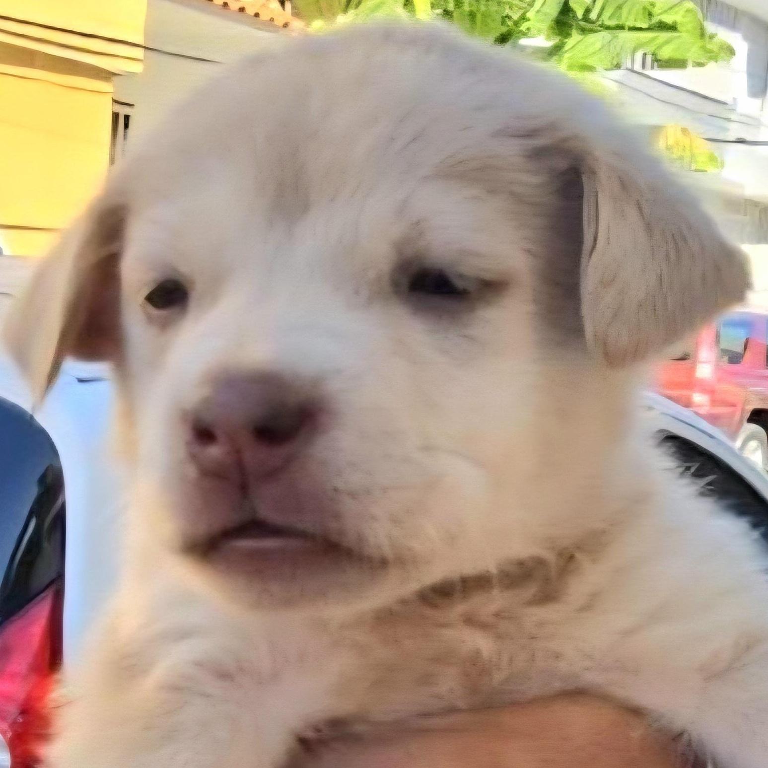 Natalia "the Forever Love