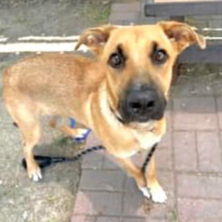 A young medium-sized male Yellow / Tan / Blond / Fawn Shepherd dog named Botas for adoption in Longview, TX