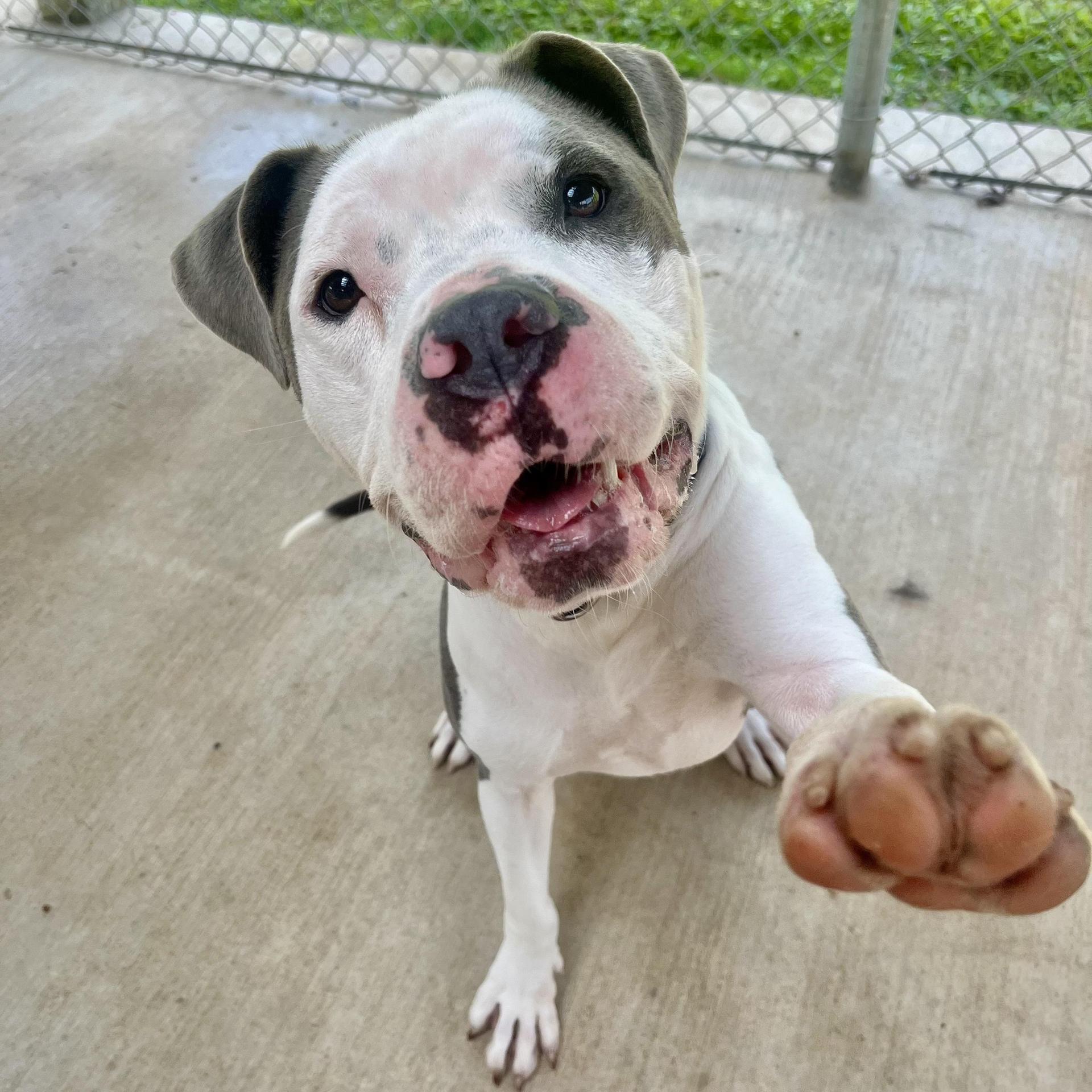 An adult medium-sized male American Staffordshire Terrier dog named Ricky for adoption in Longview, TX