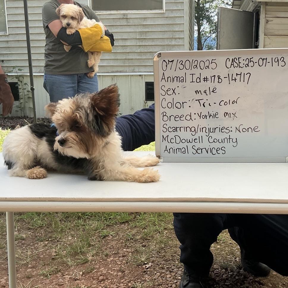 An adult small-sized male Yorkshire Terrier dog named Nico B for adoption in Wappingers Falls, NY
