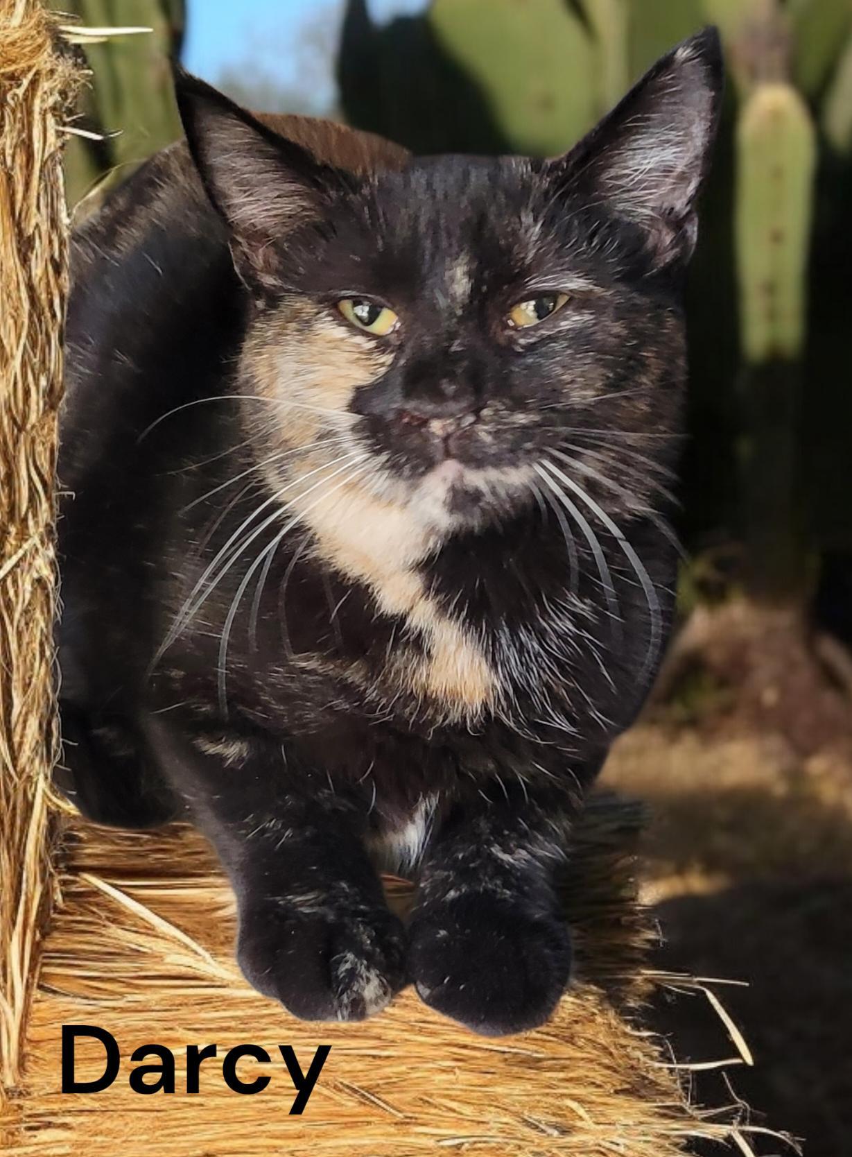Darcy