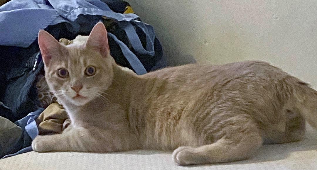 Calcifer Special Needs