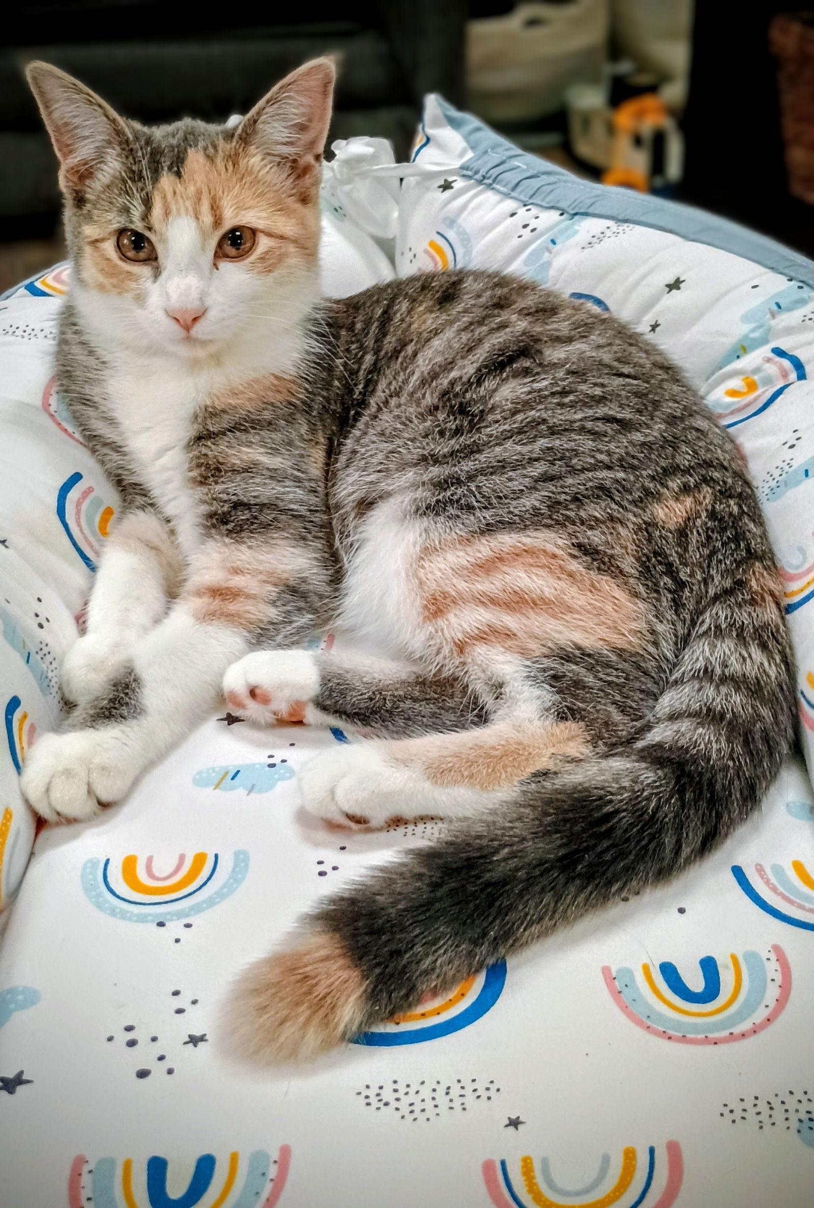 A baby medium-sized female Dilute Calico cat named C Litter Princess Aurora for adoption in Livonia, MI
