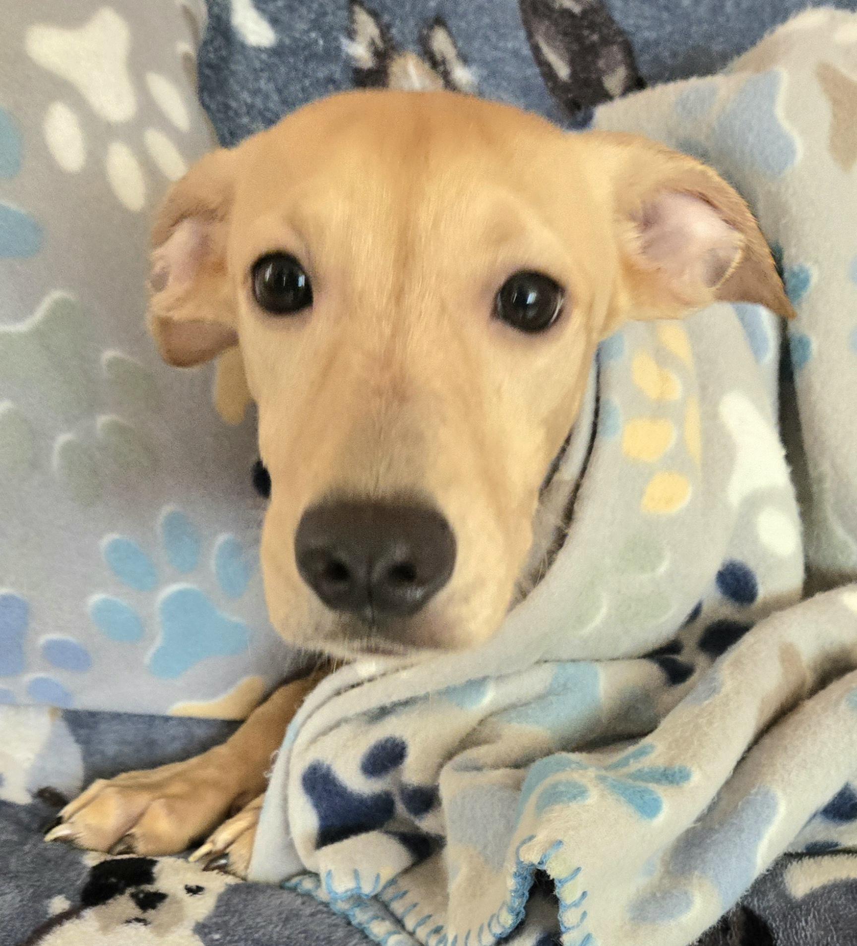 Tyler "i Will Love photo 1