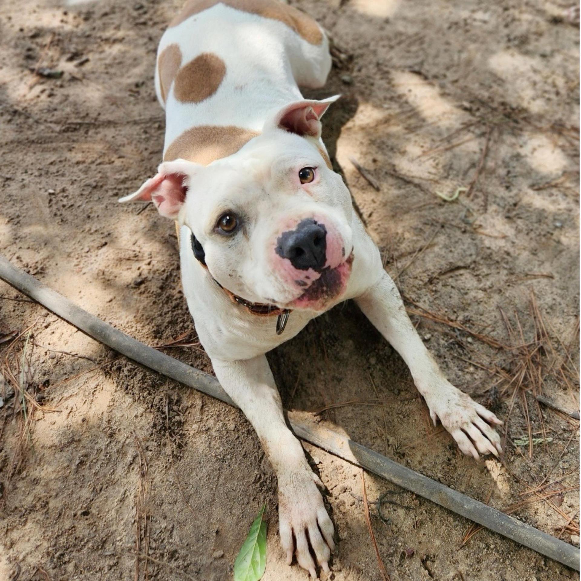 An adult medium-sized female White / Cream American Staffordshire Terrier dog named Nina for adoption in Kingwood, TX