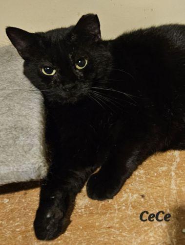 Cece