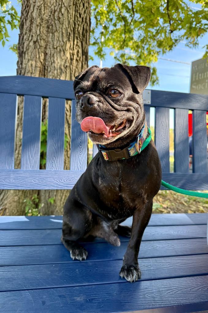 An adult small-sized male Pug dog named Hank for adoption in Shorewood, IL