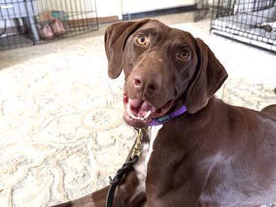A young large-sized female German Shorthaired Pointer dog named Nova for adoption in Menlo Park, CA