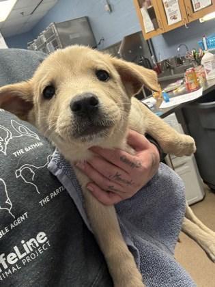 A baby small-sized male Mixed Breed dog named Avery for adoption in Chamblee, GA