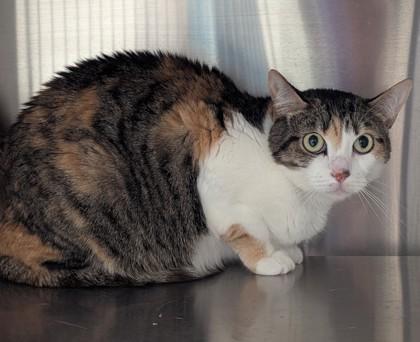 A young medium-sized female Domestic Short Hair cat named Yuri Reigh for adoption in Atlanta, GA