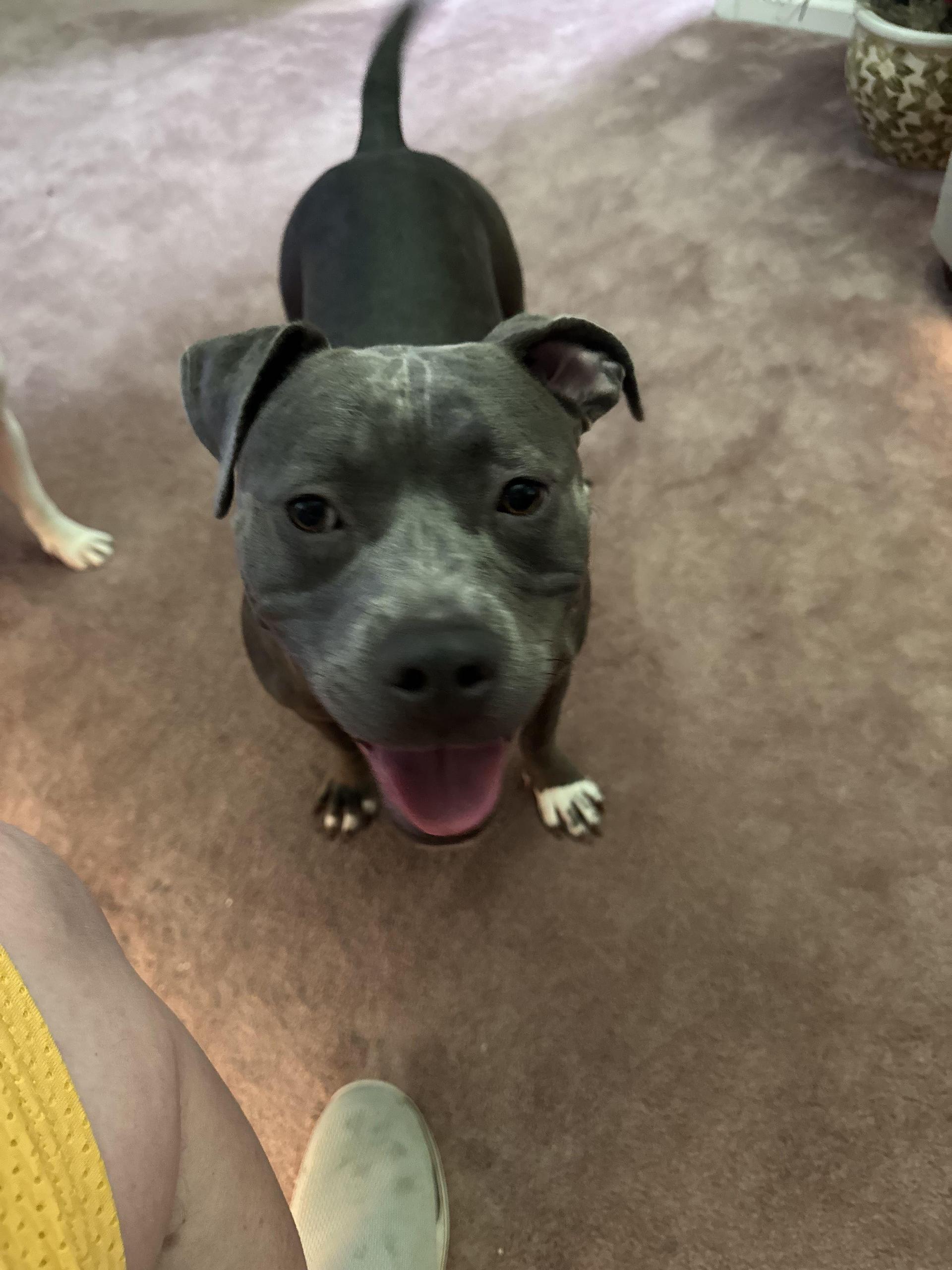 A young medium-sized female Pit Bull Terrier dog named Trudie for adoption in Fosters, AL