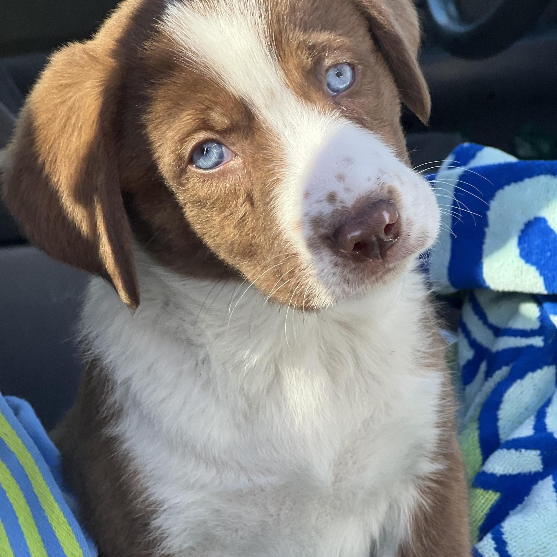 A baby medium-sized male Brown / Chocolate Mixed Breed dog named Boots for adoption in Mt Pleasant, SC