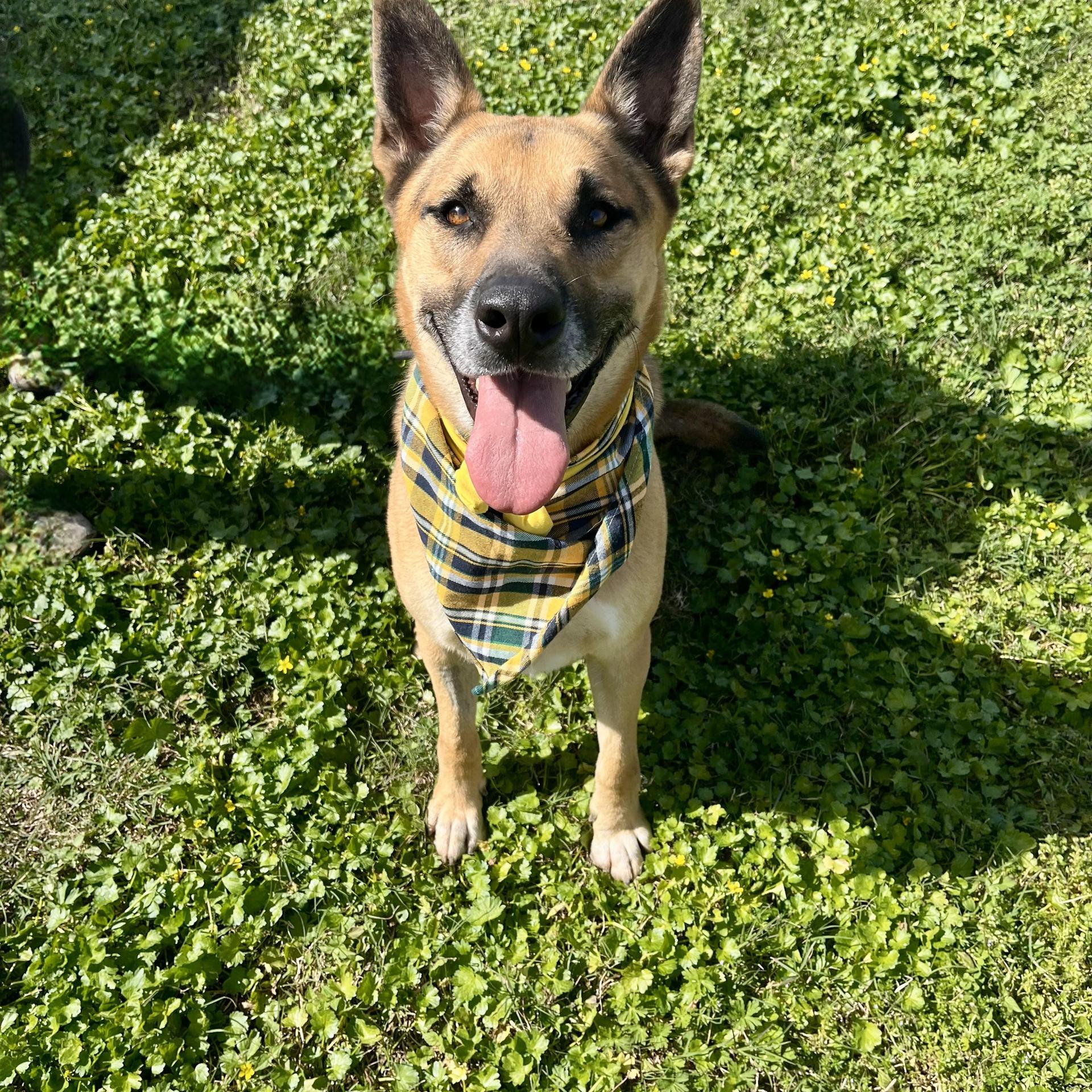 A senior large-sized male Shepherd dog named Fig Lucas for adoption in angleton, TX