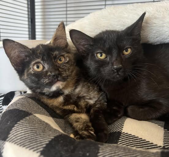 Romeo And Juliet photo 1