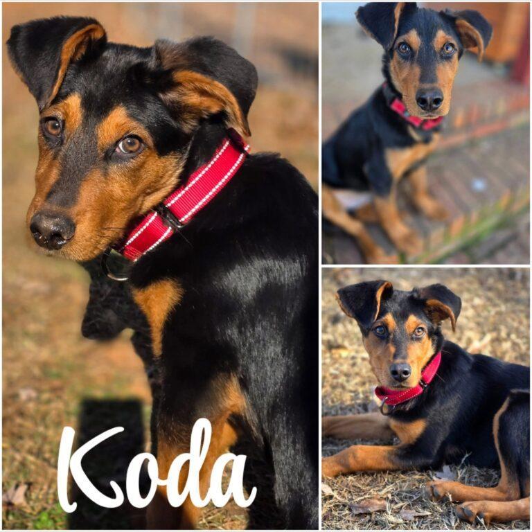 Koda