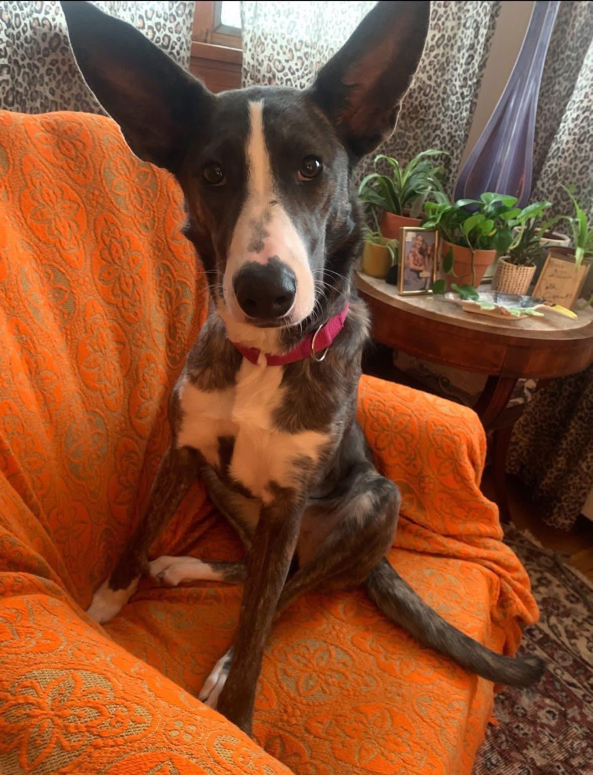 Stardust In New England