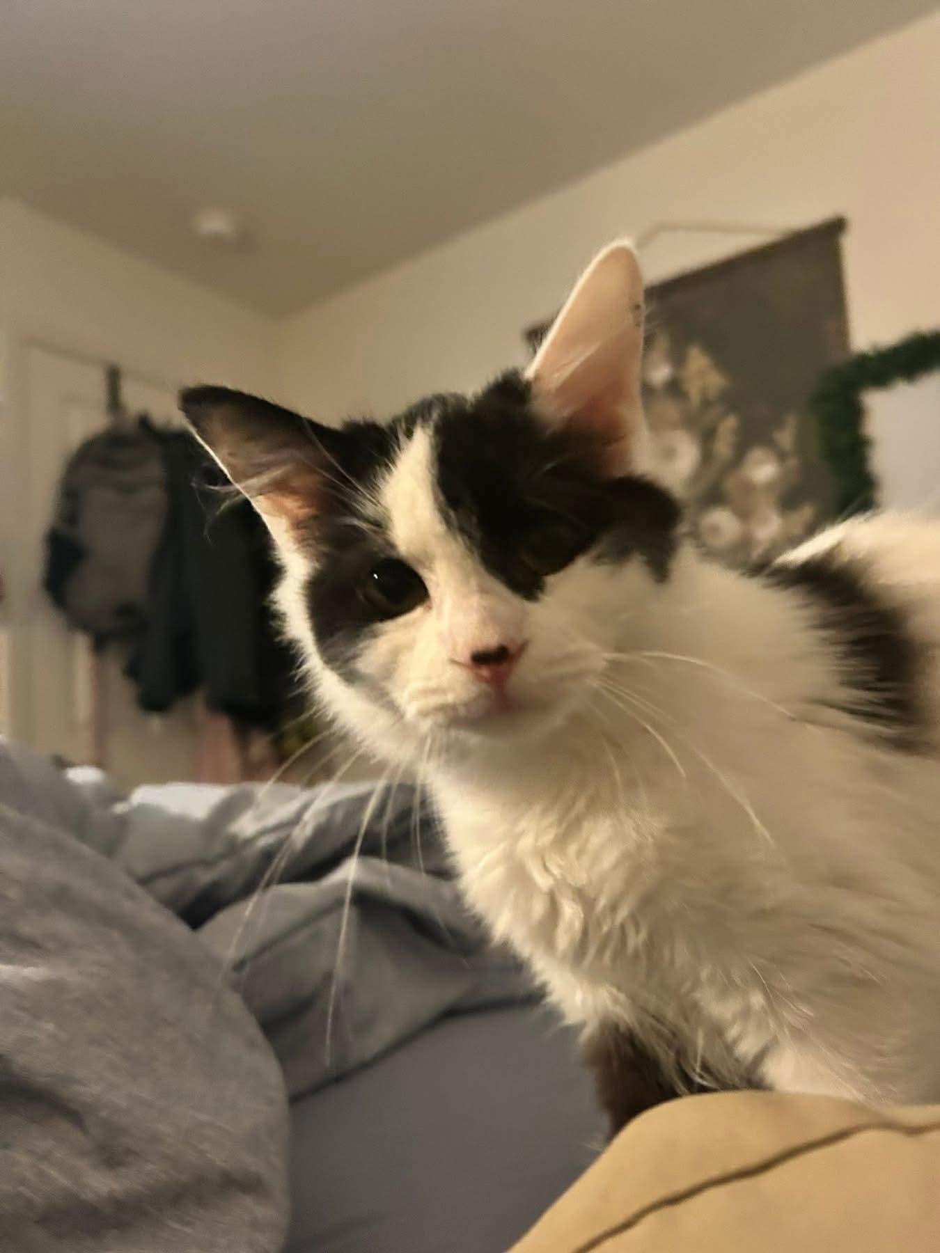 Huntress: Visit At Petsmart