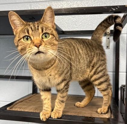 An adult small-sized female Domestic Short Hair cat named Camila for adoption in Columbia City, IN
