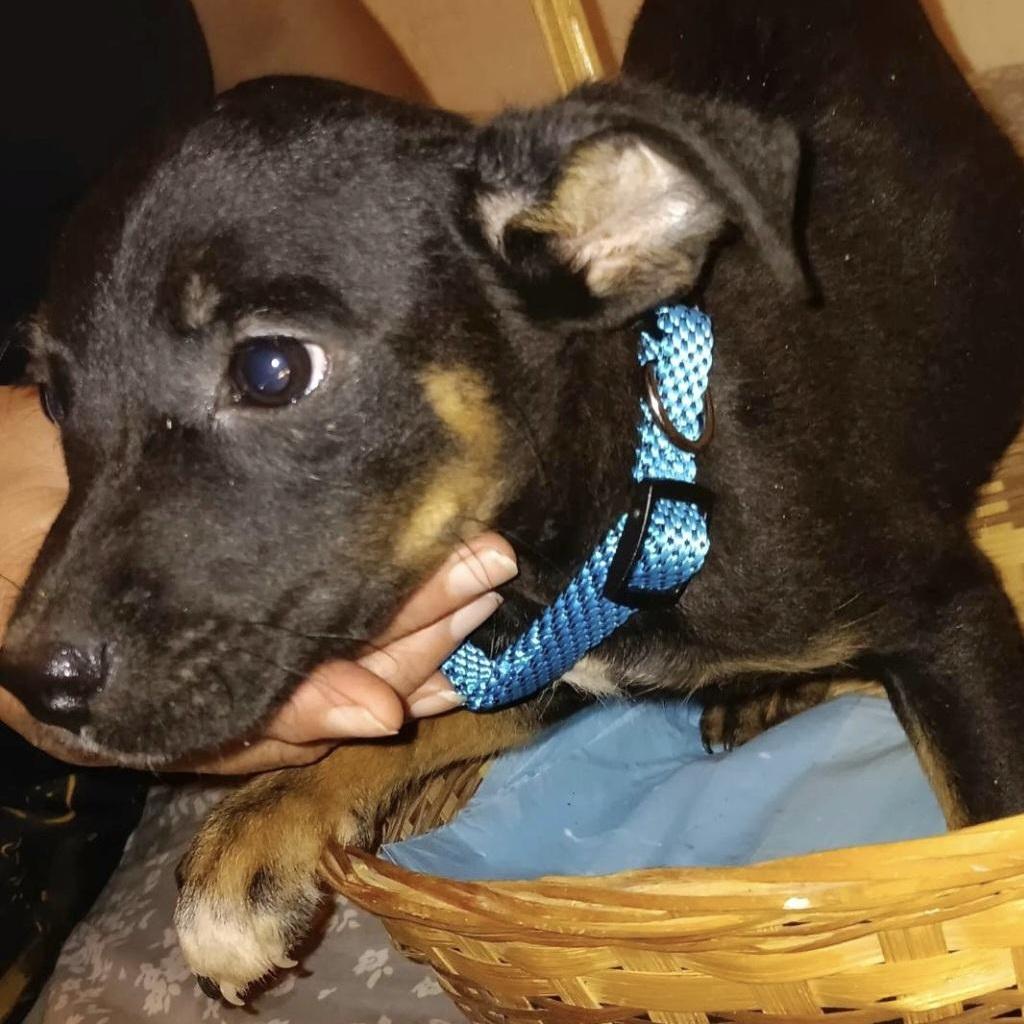 Chilly Willy "your Love