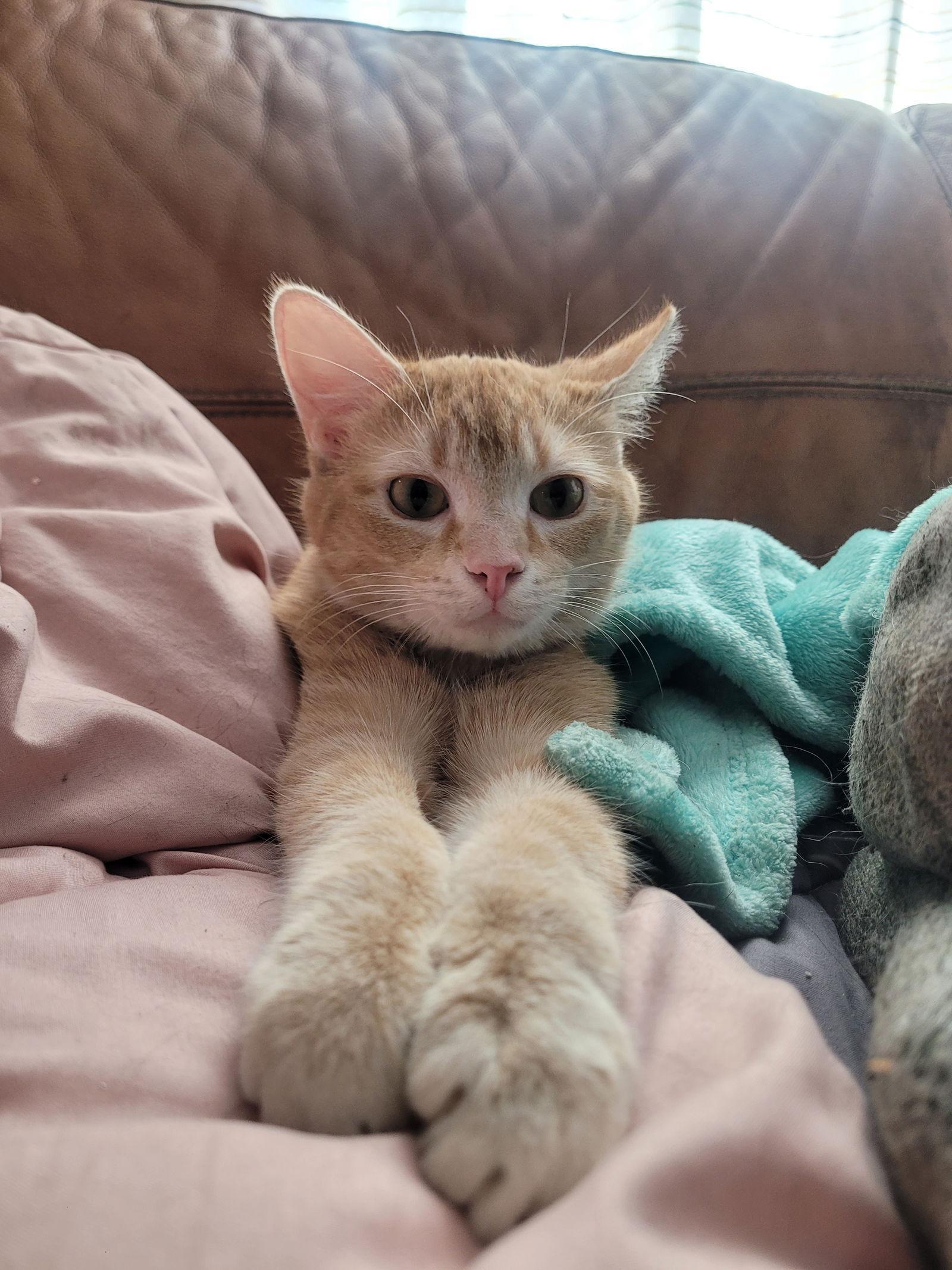 An adult medium-sized female Orange / Red Domestic Short Hair cat named Sol for adoption in Livonia, MI