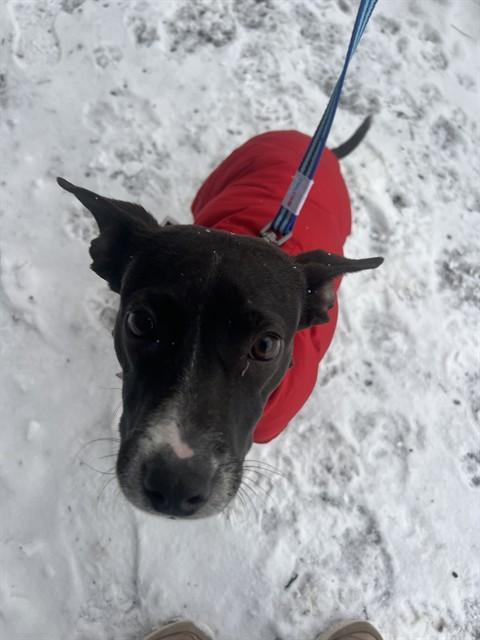 A young medium-sized male Australian Cattle Dog / Blue Heeler dog named Duncan for adoption in Boston, MA