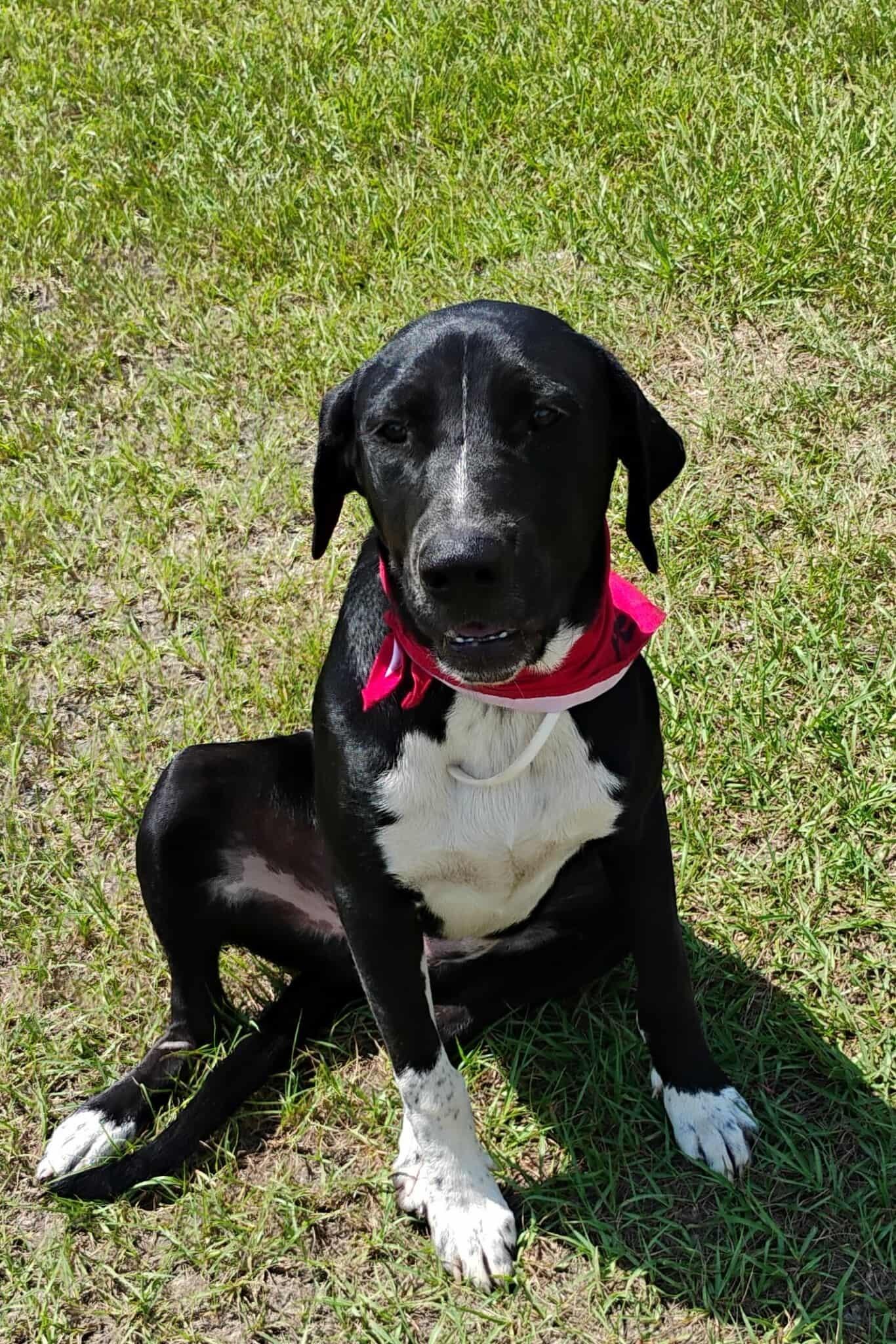 A young small-sized male Labrador Retriever dog named Gunner for adoption in Panama City, FL