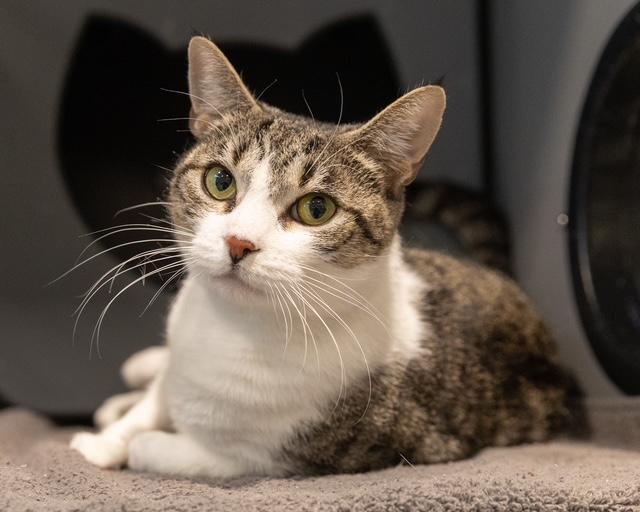 Cookie Crisp photo 1