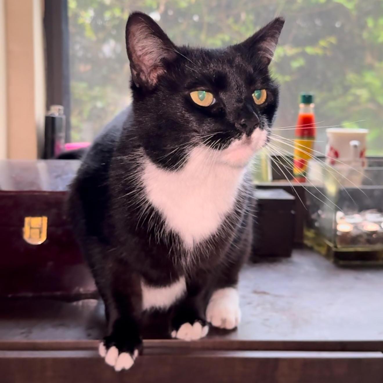 An adult medium-sized female Black & White / Tuxedo Tuxedo cat named Patina for adoption in Miami, FL