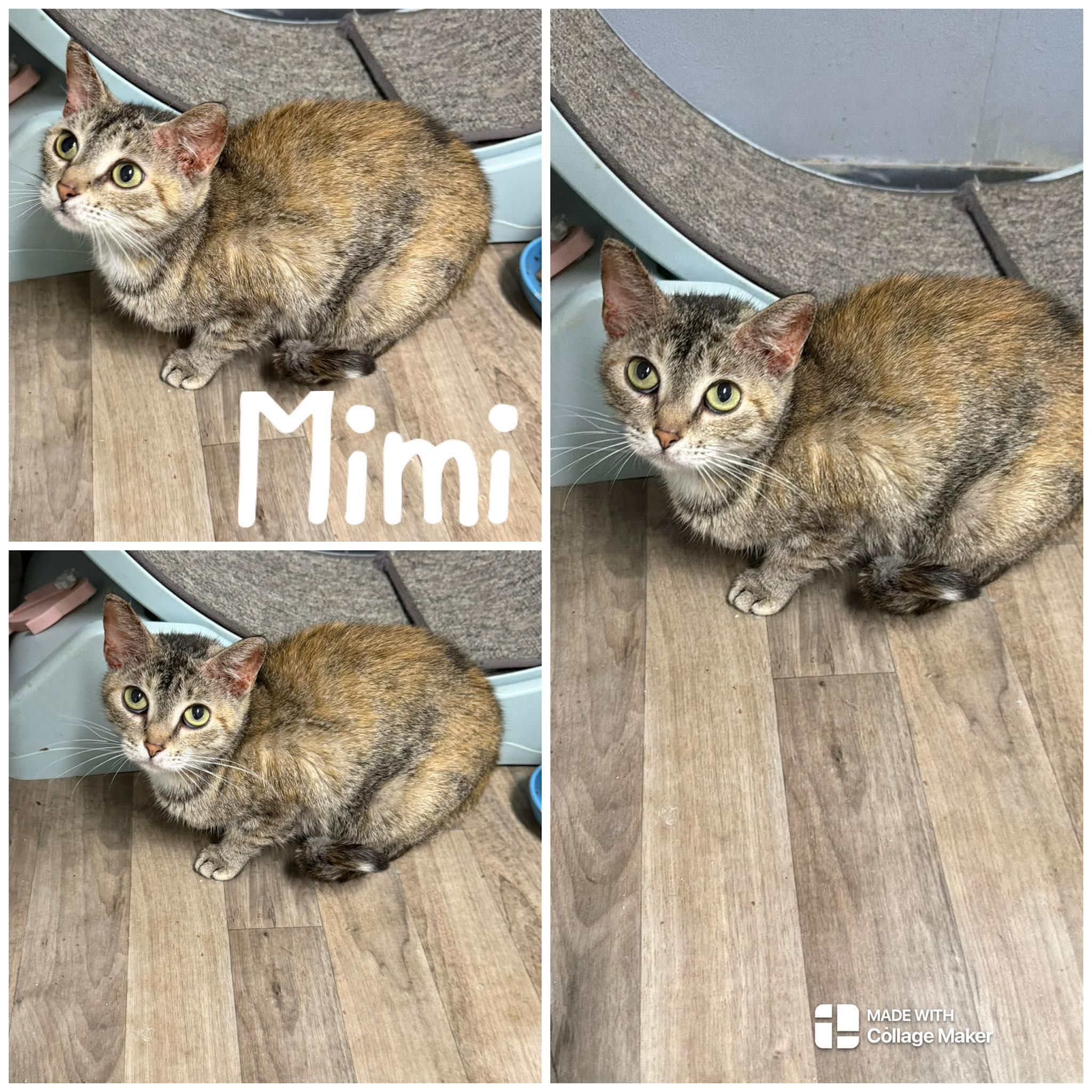 Mimi