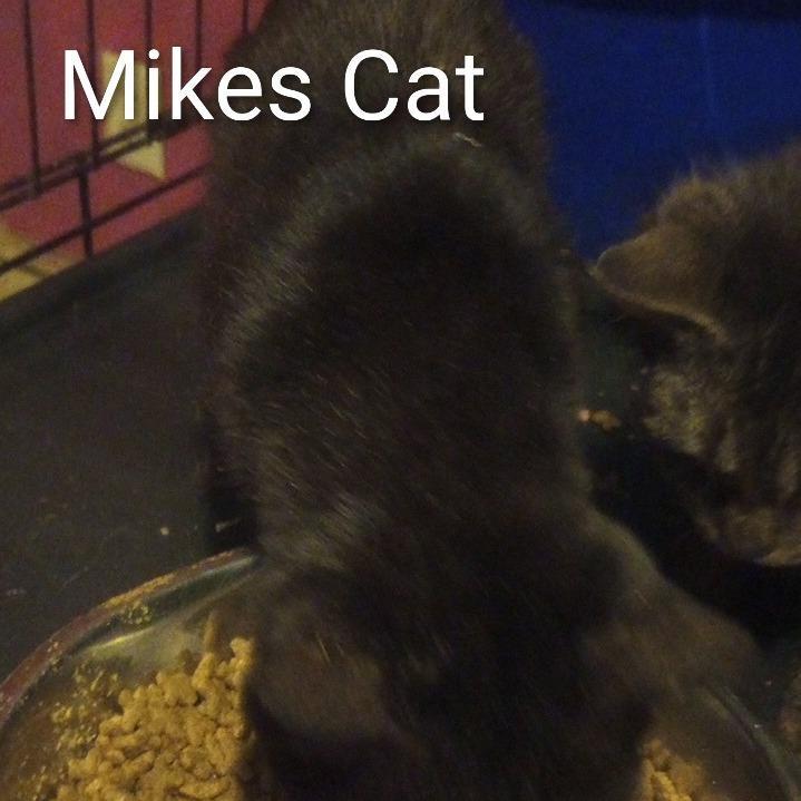 Mikes Cat