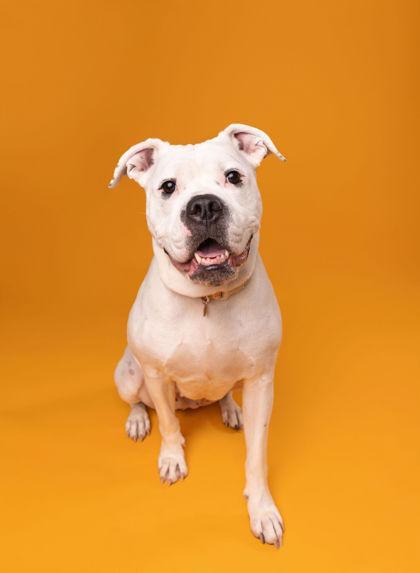 An adult large-sized female Boxer dog named Abby for adoption in Fishers, IN