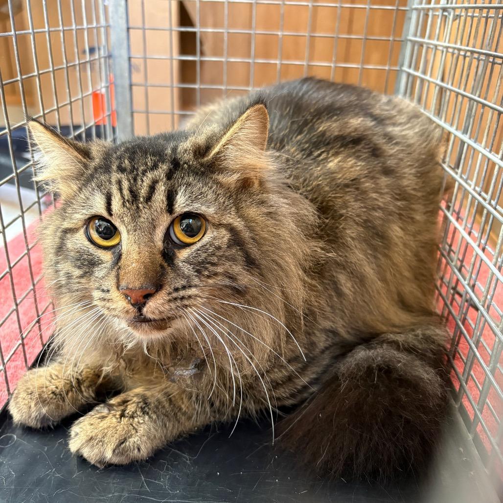 Fractious Quicksilver