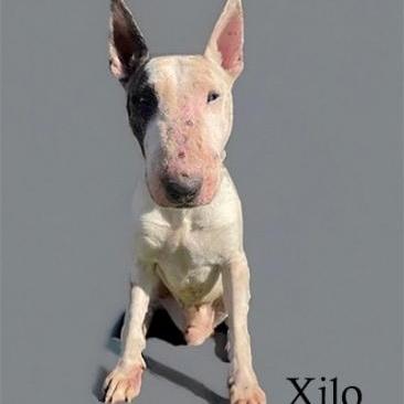 Xilo