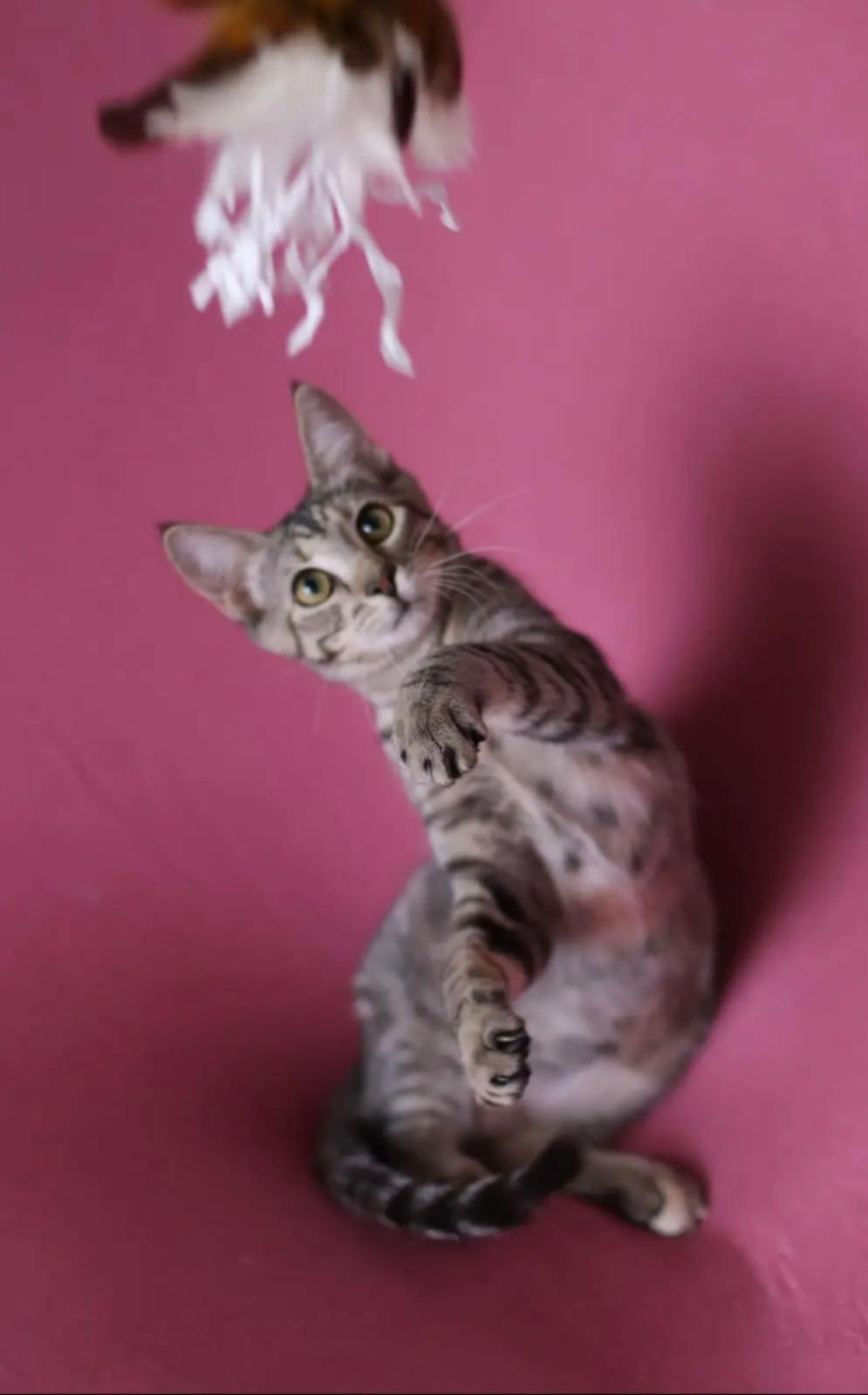 An adult medium-sized female Tabby (Gray / Blue / Silver) Domestic Short Hair cat named Piper for adoption in Conroe, TX
