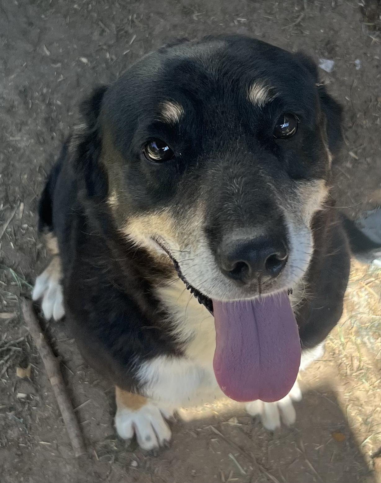 A senior medium-sized male Tricolor (Brown, Black, & White) Mixed Breed dog named Houston for adoption in Canyon, TX