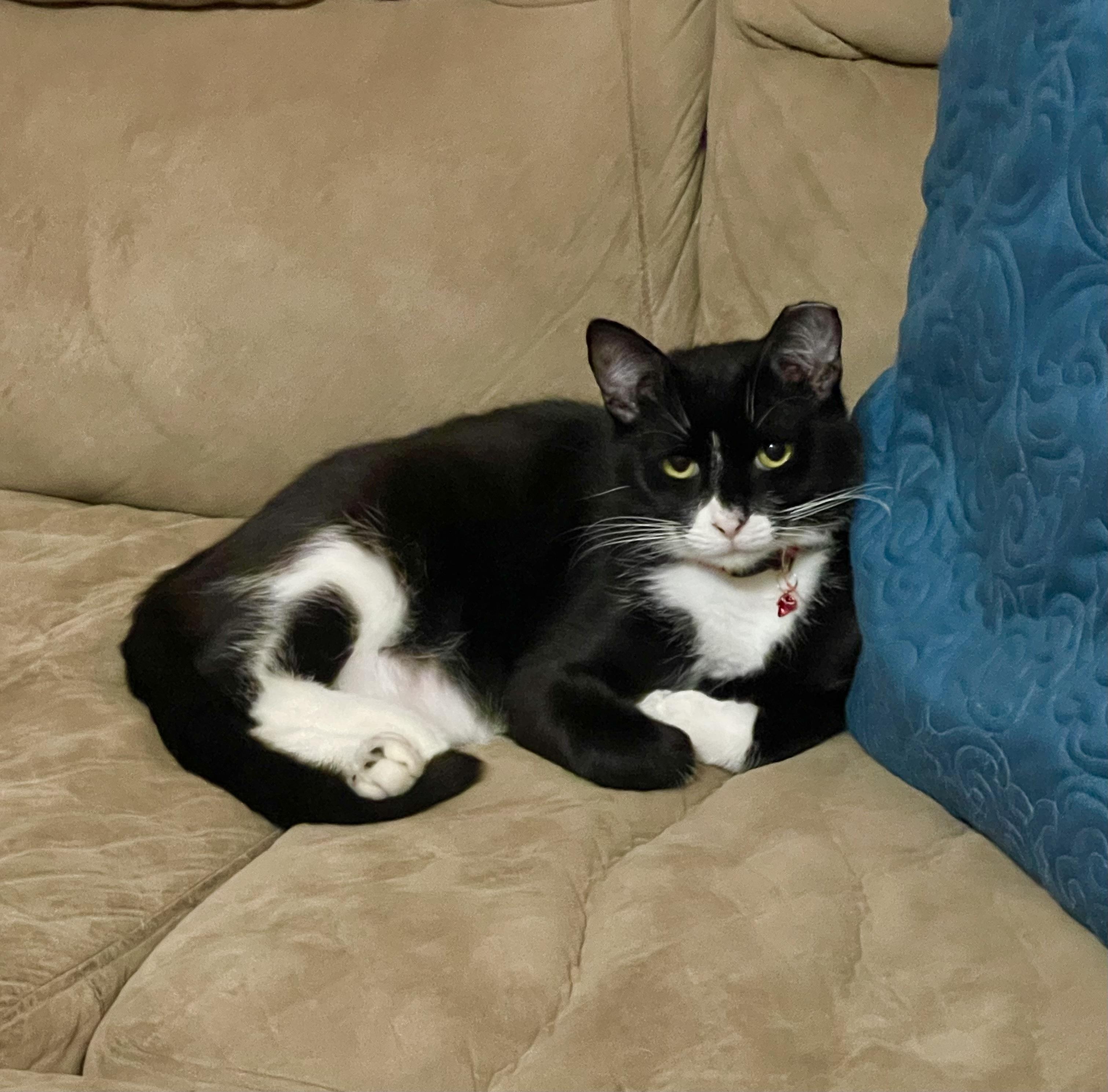 Black Tie "mousse" Cake photo 1