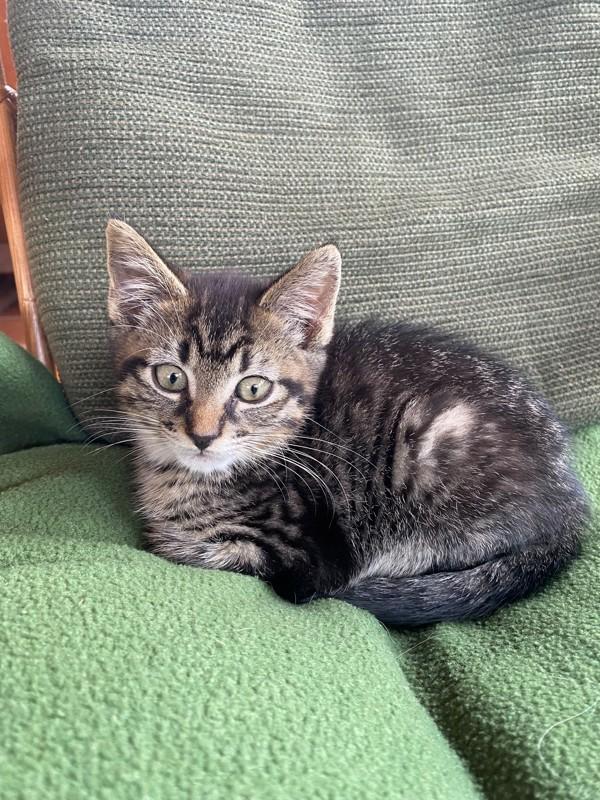 A baby medium-sized male Domestic Short Hair cat named Jerry for adoption in Kingston, NY