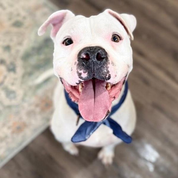 Chance Smiling Beefcake Award