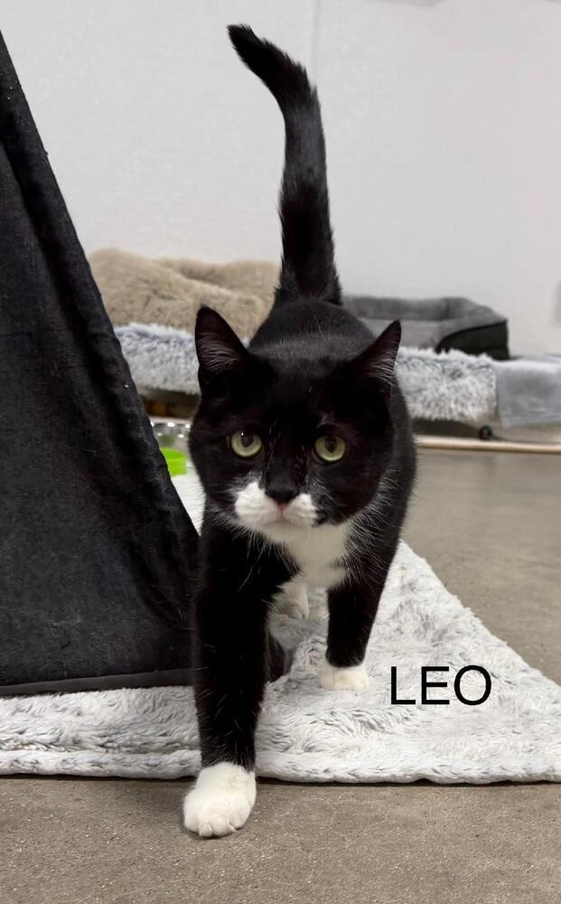 Leo