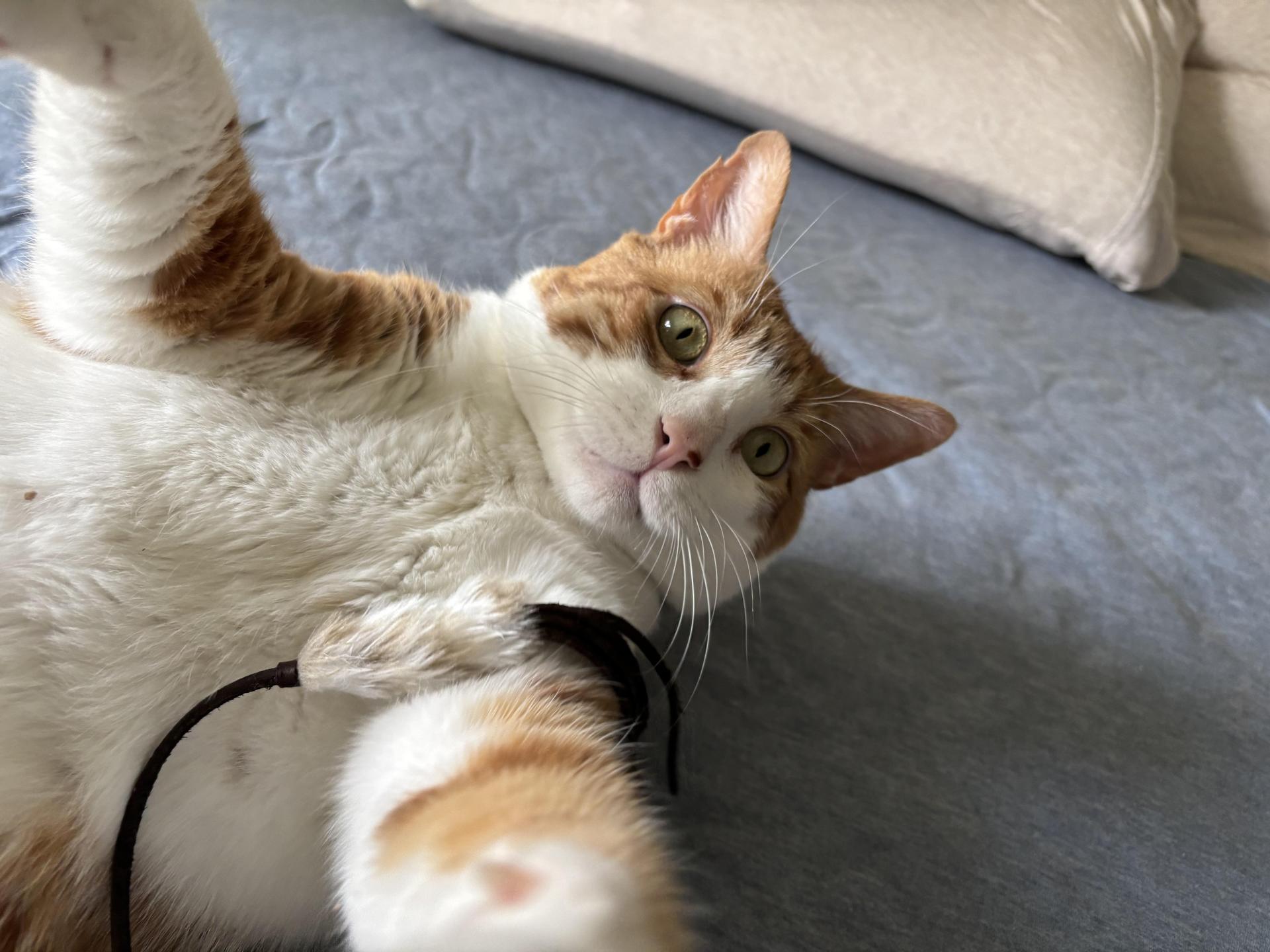An adult extra large-sized male Orange & White Domestic Short Hair cat named Budders... for adoption in Palm Coast, FL