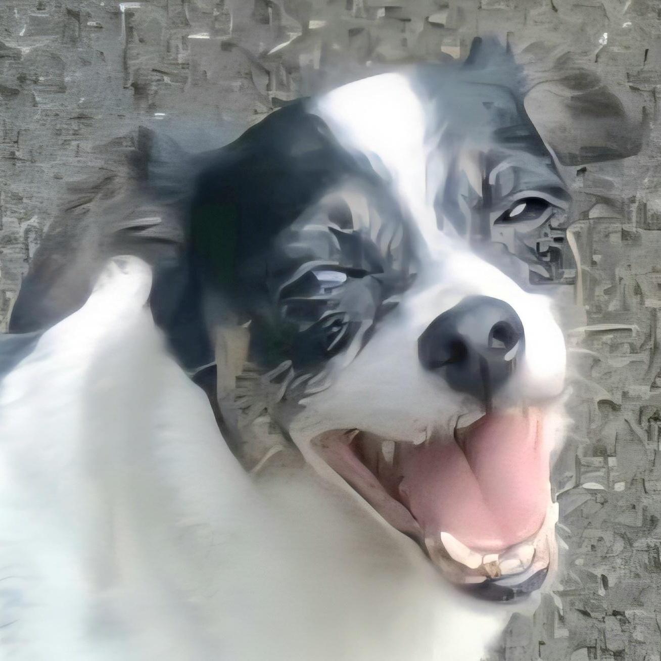 A young small-sized female White / Cream Rat Terrier dog named Tammy "i Have So for adoption in New York, NY