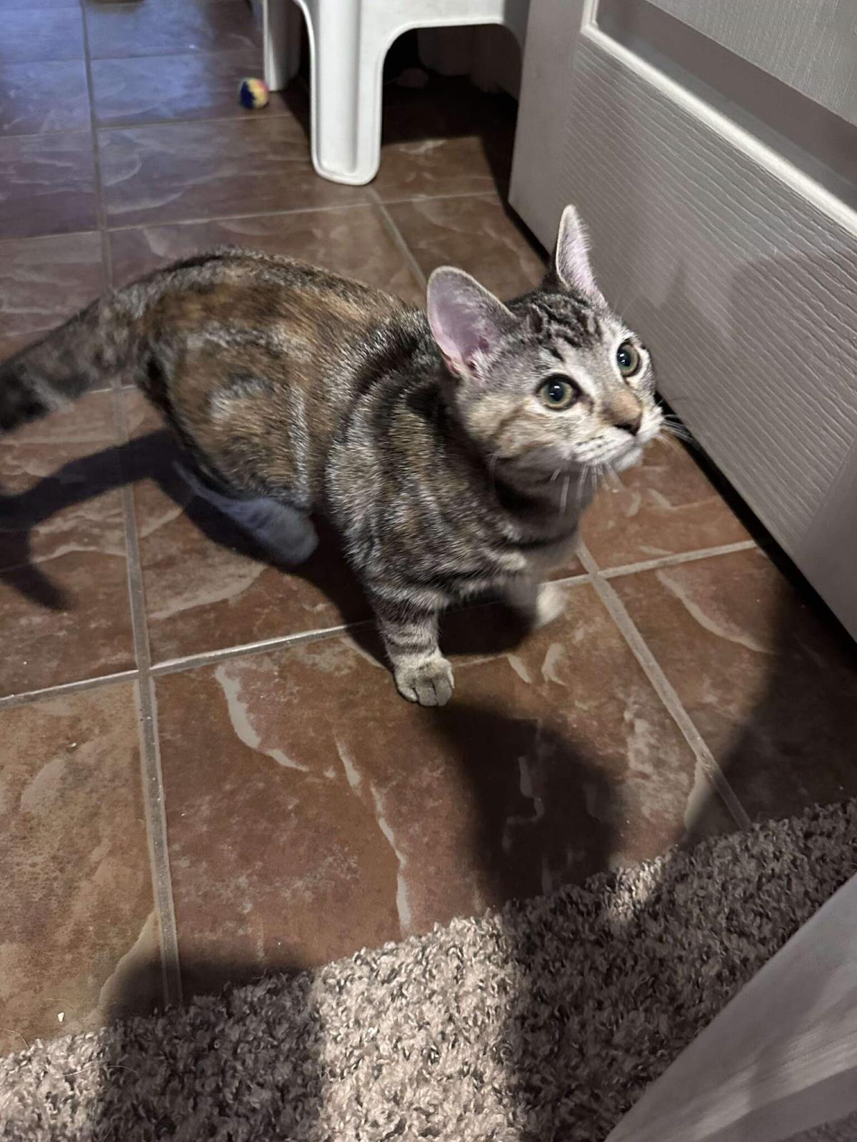 Shawarmy Shawarma Foodie