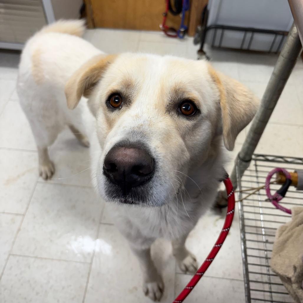 An adult large-sized male White / Cream Mixed Breed dog named Nesquik for adoption in Columbiana, AL